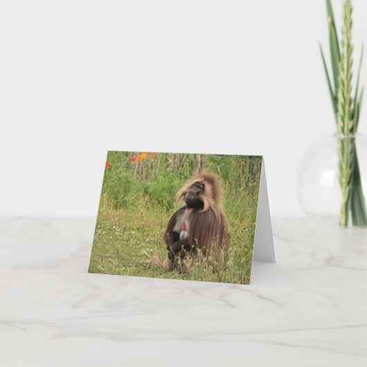 Gelada Baboon Karte (Vorderseite)