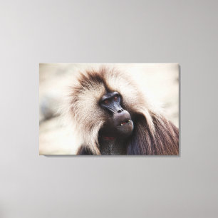 Gelada-Pavian, Äthiopien Leinwanddruck