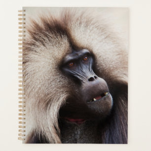 Gelada-Pavian, Äthiopien Planer