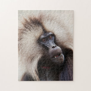 Gelada-Pavian, Äthiopien Puzzle