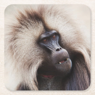 Gelada-Pavian, Äthiopien Rechteckiger Pappuntersetzer