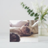 Gelassen schlafende Kätzchen liegen Postkarte (Stehend Vorderseite)