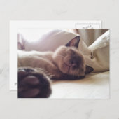 Gelassen schlafende Kätzchen liegen Postkarte (Vorne/Hinten)