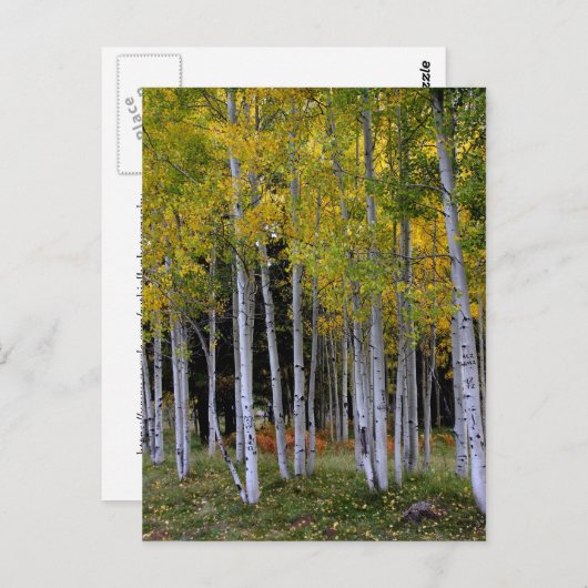 Gelassenheit in Gold und Green Aspen Postkarte (Vorne/Hinten)