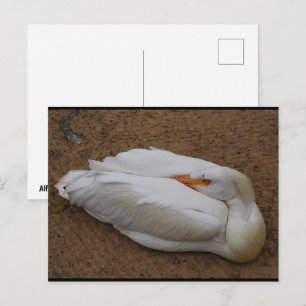 Gelassenheit in Weiß Postkarte