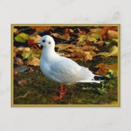 Gelassenheit Postkarte