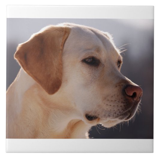 Gelb 3 Labrador_Retriever.png Fliese (Vorderseite)