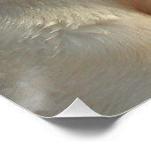 Gelb 4 Labrador Poster (Ecke)