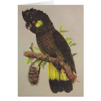 Gelb-angebundener schwarzer Cockatoo