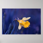 Gelb auf blau poster (Vorne)