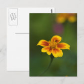 Gelb auf grün postkarte (Vorne/Hinten)