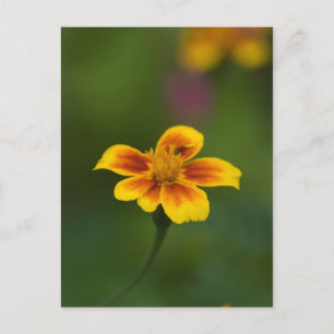 Gelb auf grün postkarte