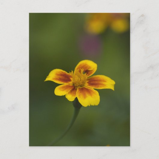 Gelb auf grün postkarte (Vorderseite)