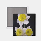 Gelb auf weißem Daffodil Magnet (Vorderseite/Rückseite)