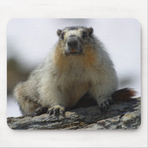 Gelb aufgeblähtes Murmeltier Mousepad