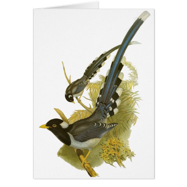 Gelb-berechnete blaue Elster (Vorne)