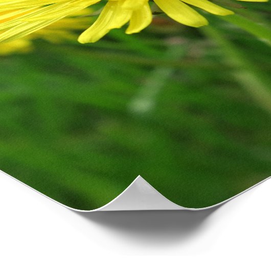 Gelb, Butterbecher, Pflanze, Kronleuchter, Wiese, Poster (Ecke)