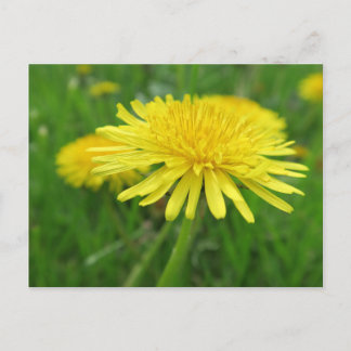 gelb, Butterblume, Pflanze, Löwenzahn, Wiese, Postkarte