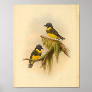 Gelb gebänderter Robin-Vogel Vintage-Druck Poster