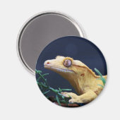 Gelb gekreuzter Gecko-Resten Magnet (Vorderseite/Rückseite)