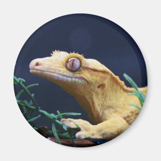 Gelb gekreuzter Gecko-Resten Magnet (Vorne)