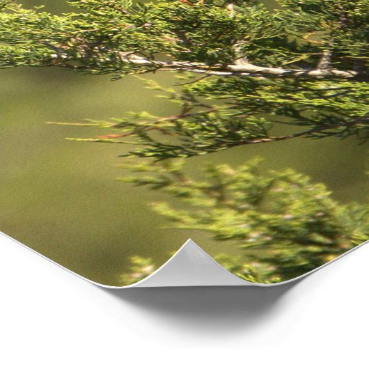 Gelb gekröntes Night Heron Poster (Ecke)