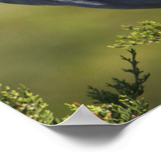 Gelb gekröntes Night Heron Poster (Ecke)