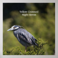 Gelb gekröntes Night Heron Poster