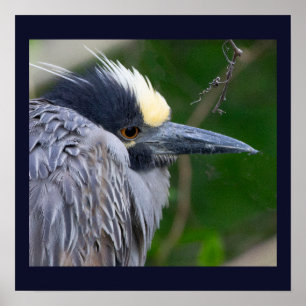 Gelb gekröntes Night Heron Poster
