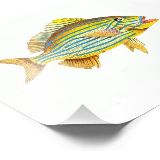 Gelb gestreifter Fischstrand Wasserbad Fotodruck (Ecke)