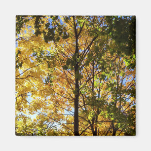 Gelb-grüne Herbstfoliage Magnet