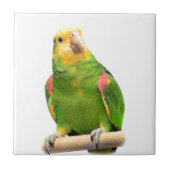 Gelb-köpfiger Amazonas Fliese (Vorderseite)