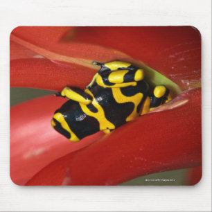Gelb-mit einem Band versehener Giftfrosch Mousepad