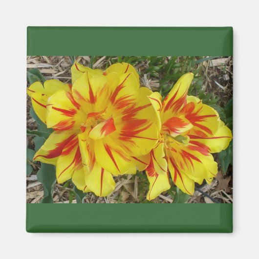 Gelb mit rot gestreifter Blume Magnet (Vorne)