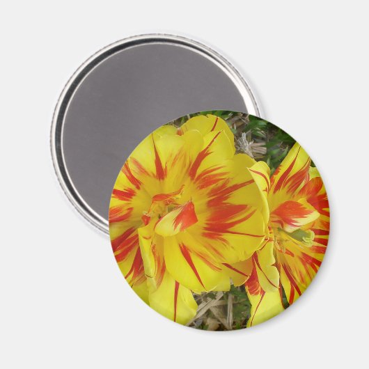 Gelb mit rot gestreifter Blume Magnet (Vorderseite/Rückseite)