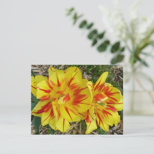 Gelb mit rot gestreifter Blume Postkarte (Stehend Vorderseite)