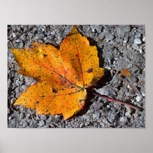Gelb-orange Blatt-Fotoplakat Poster