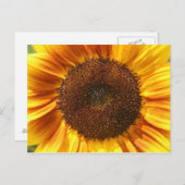 Gelb, orange und braune Sonnenblumen Postkarte (Vorne/Hinten)