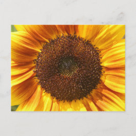 Gelb, orange und braune Sonnenblumen Postkarte