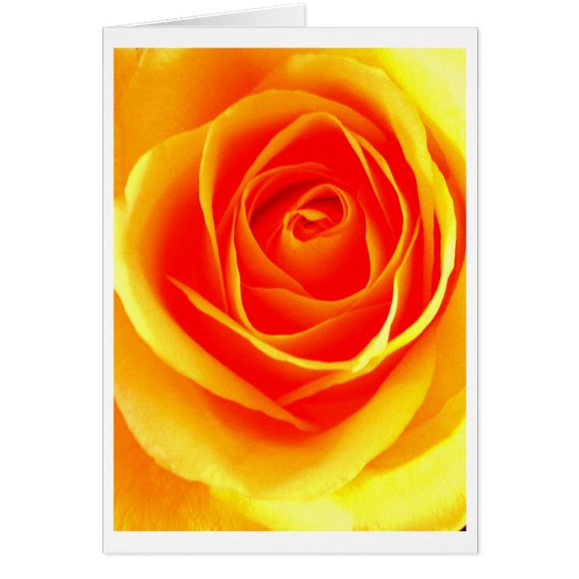 Gelb-orangee Rose (Vorne)