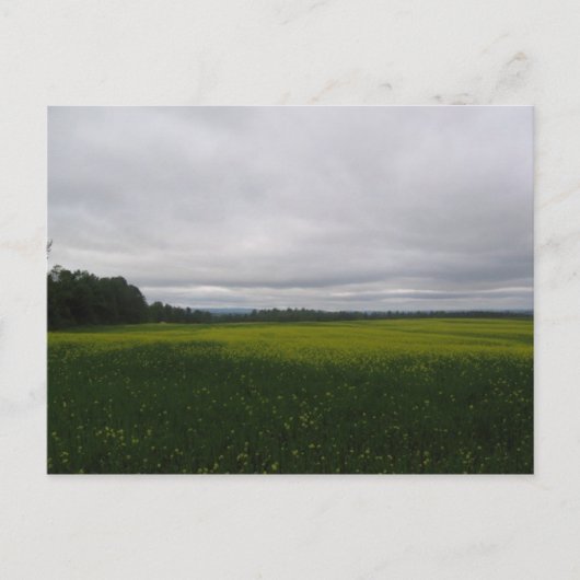 gelb postkarte (Vorderseite)