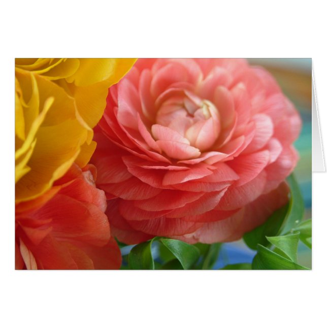 Gelb-Rosa-Rancholie (Vorderseite (Horizontal))