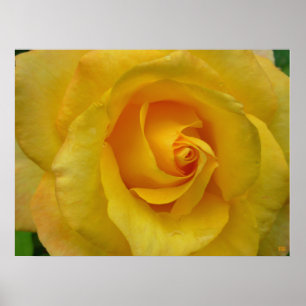 Gelb-Rosen-Druck Schöner Blumenposter-Druck Poster