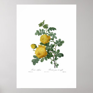 Gelb-Rosen-Malerei-Druck im Vintage-Stil Poster