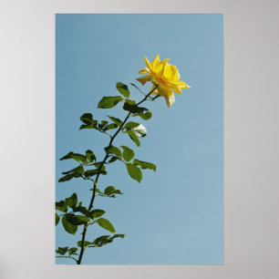 Gelb-Rosen-Plakat Poster