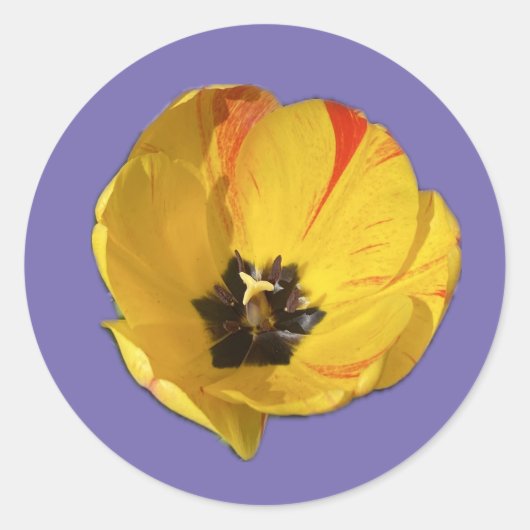 Gelb-Rot-Tulip-Aufkleber Runder Aufkleber (Vorderseite)
