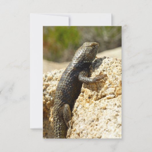 Gelb Rücken Stachelleguan in Joshua Tree (Vorderseite)