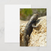 Gelb Rücken Stachelleguan in Joshua Tree (Vorne/Hinten)