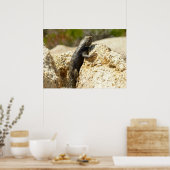 Gelb Rücken Stachelleguan in Joshua Tree Poster (Küche)