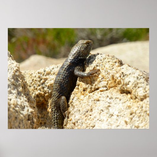 Gelb Rücken Stachelleguan in Joshua Tree Poster (Vorne)